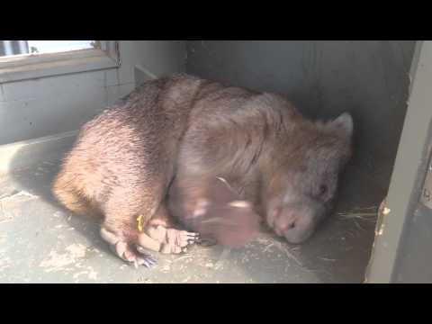 Tonka the Wombat Sleeps With a Stuffed Animal