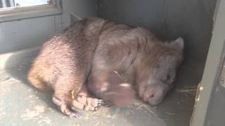 Tonka the Wombat Sleeps With a Stuffed Animal