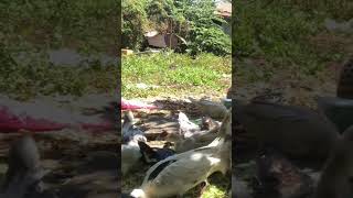 366th Day  Watch It Here Httpsyoutubejwjixzoubmisi5yrzp zs0xojnaf8