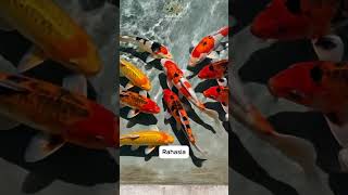 Ternyata Bukan dari Jepang! Rahasia Tersembunyi Ikan Koi 🐟 #IkanKo #KoiIndonesia #WildscapeNusantara