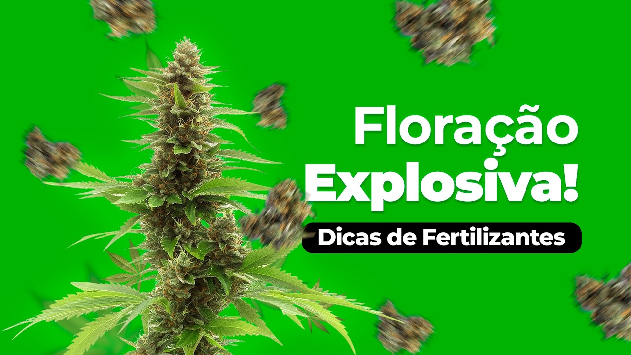 Nutrição na Floração: Frequência, Quantidade e Linha Smart Grow no Cultivo Indoor com João Lordello
