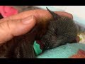 Baby flying-fox called Quidditch:  cuteness overload