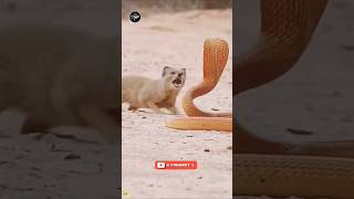 Who wins when speed fights venom?#shortvideo