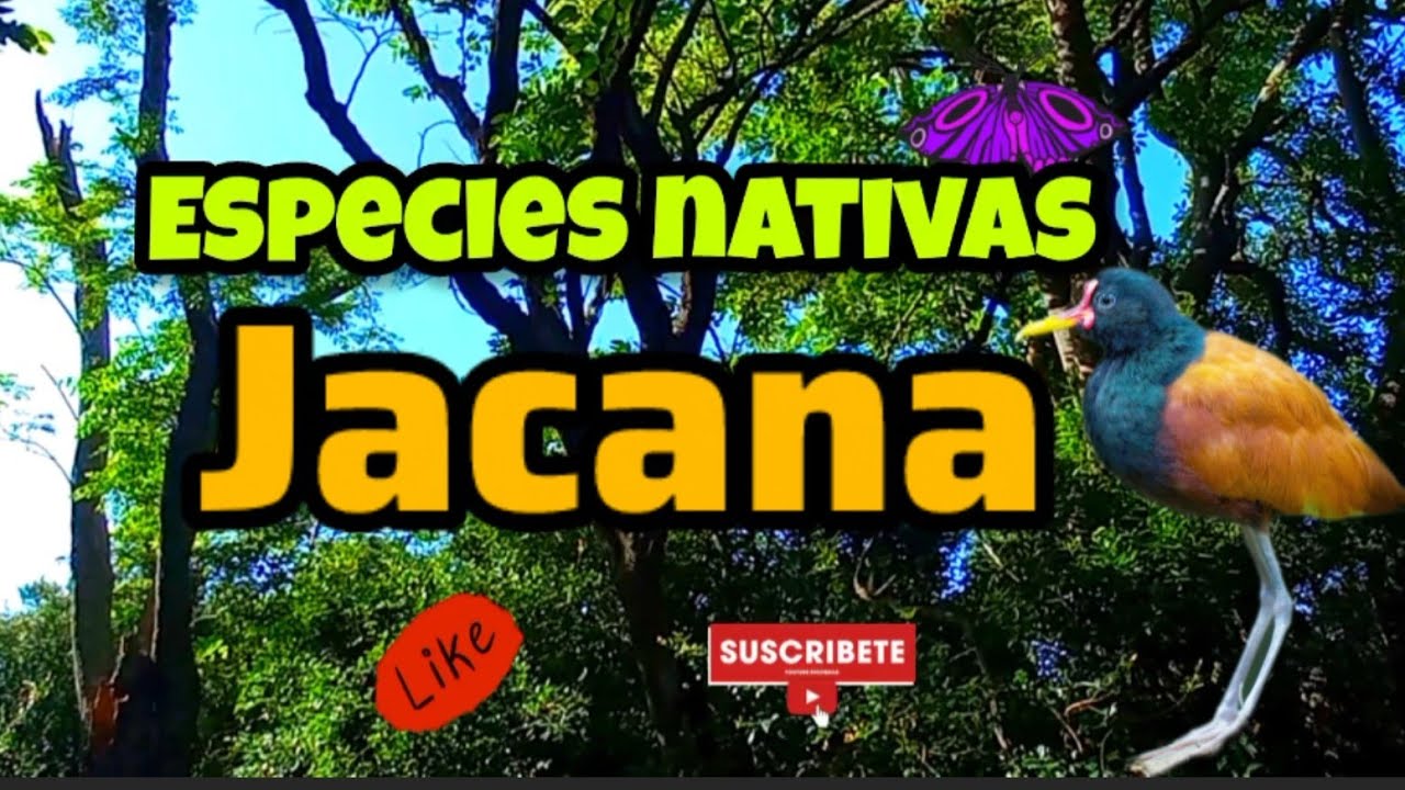 JACANA (jacana jacana) Ave zancuda 