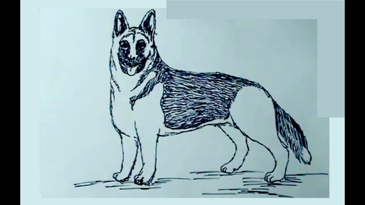 Aprende a dibujar perros 1/4 - Pastor aleman - How to draw a dog - thptnganamst.edu.vn