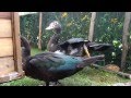 Muscovy ducks - from 10 days to 3 months