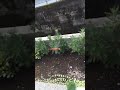 赤トンボ