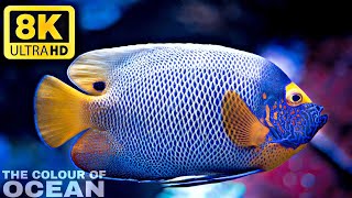 The Beauty of the Ocean 8K ULTRA HD / Colour of the Ocean ft. Sea Animals