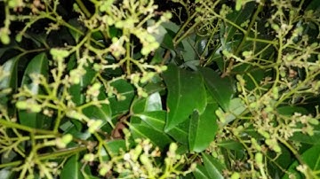 Ưu nhược điểm của các kỹ thuật ức chế lộc, giúp cây vải ra hoa đậu quả.