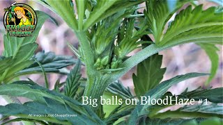 Moved cannabis plants outdoors. It's March at 52° N. Brrr! BIG balls on the males and THICK stems!