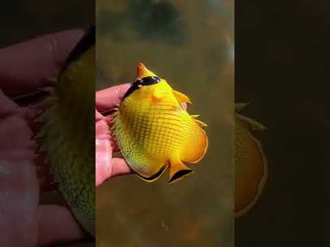 Rilis Ikan Hias Kuning Cantik