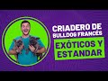 🐾CRIADERO DE BULLDOG FRANCÉS 🐾  EXÓTICOS Y ESTANDAR