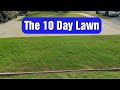 Grow a new lawn from scratch in 10 days