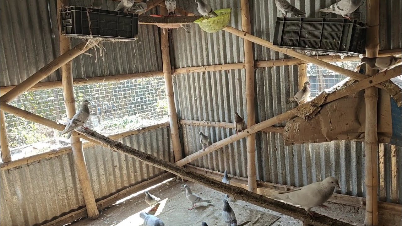 Roller pigeon video || Ranjan Bhai roller pigeon 