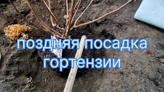 картинка: ПОЗДНЯЯ ПОСАДКА МЕТЕЛЬЧАТОЙ ГОРТЕНЗИИ 🌿 САЖАЮ КВИК ФАЕР ФАБ 🤩