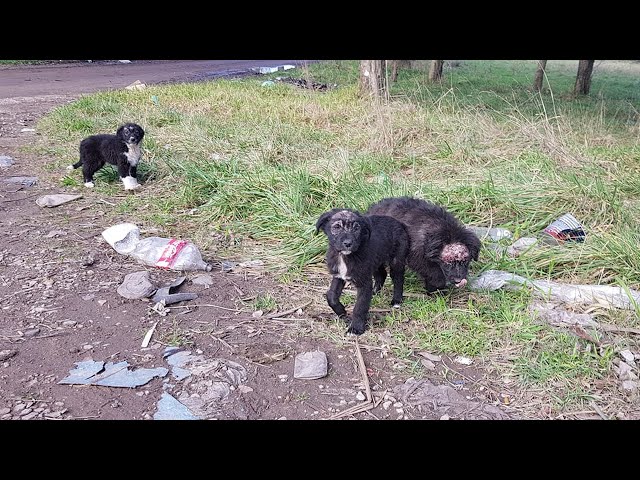 3 Orphaned Puppies Live Sadly, Hiding Behind The Cemetery, Starving And Waiting For The Miracle class=