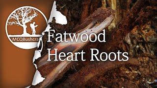 Bushcraft Fire Lighting: Finding Fatwood Heart Root Tinder