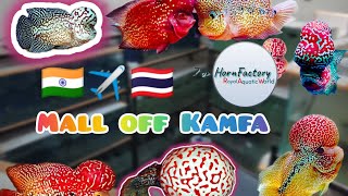 kAMFA Sales in Bangalore | 🇹🇭Thailand imported | 100+ kAMFA Flowerhorn | kAMFA king 👑 |Flowerhorn |