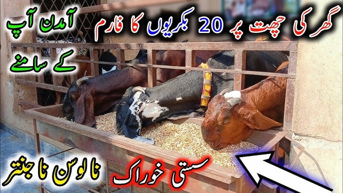 Xotinim uning ichida bir guruh erkaklar bolsa, buni yaxshi koradi. Musiqa uchun yechinayotgan qizlar video