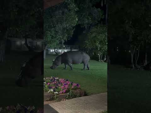 A’Zambizi River Lodge - Hippo