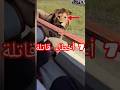 7 مواقف مرعبة مع حيوانات مفترسة أخطاء قاتلة وانتهت بكوارث حقيقية حقائقوأساطيرمذهلة