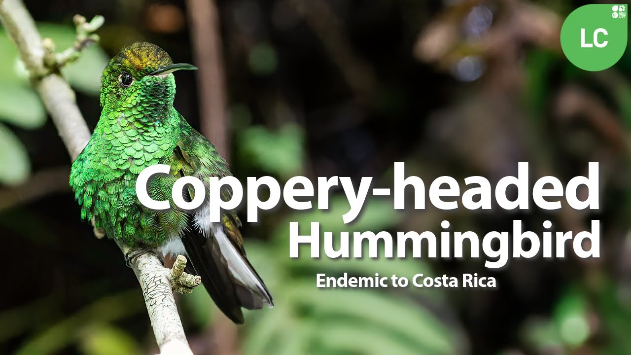 Coppery-headed Emerald 
