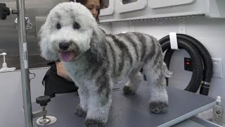 Mobile Pet Grooming Dallas Mobile Pet Spaw - Dallas TX