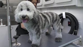 Mobile Pet Grooming | Dallas Mobile Pet Spaw  Dallas TX.