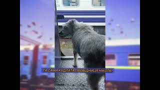 Собака-герой України 2024 - Метис Ніколь