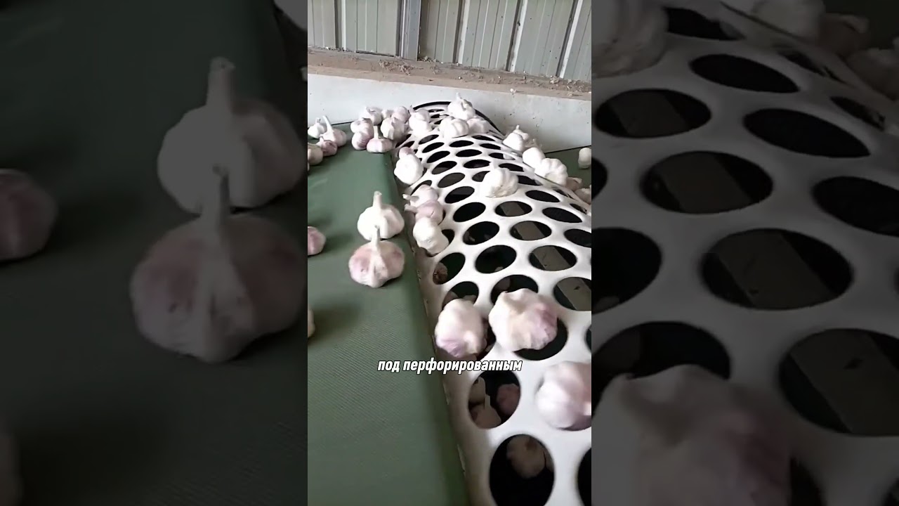 сортировка чеснока