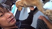 犬舎百式 Twitterまとめ Youtube