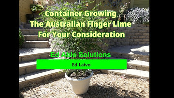 Australian Finger Lime, 8 years of Growing a Container,  Four Your Consideration