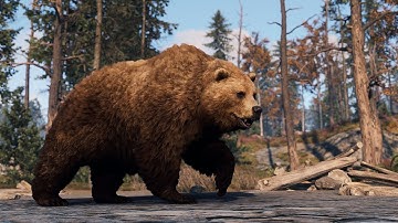 100 #cute Bears VS MLRS Rockets in Rust