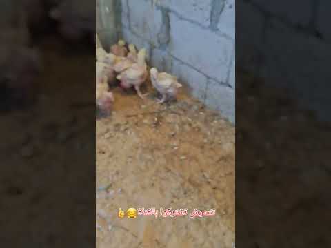 قطة كيوت صغيرة مع صوص و صيصان حلوين هريرة كيوت مع دجاجة صغيرة      قطة