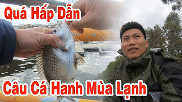Câu cá hanh mùa lạnh | trúng ngay quá đỉnh | con nhỏ trả lại cho thần sông