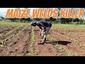 Use a herbicide to kill all weeds in your maize farm this my clean farm