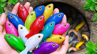 Catch beautiful aquarium fish in small pond baby turtles, pencil fish, shrimp, tadpoles, molly fish!