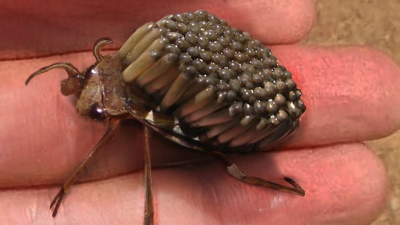 10 Weirdest Insects That Look Like They Re From Another Planet Youtube