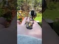 Black capped Chickadees performance.