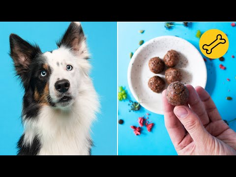 Video: Ar augalų maistas toksiškas šunims?