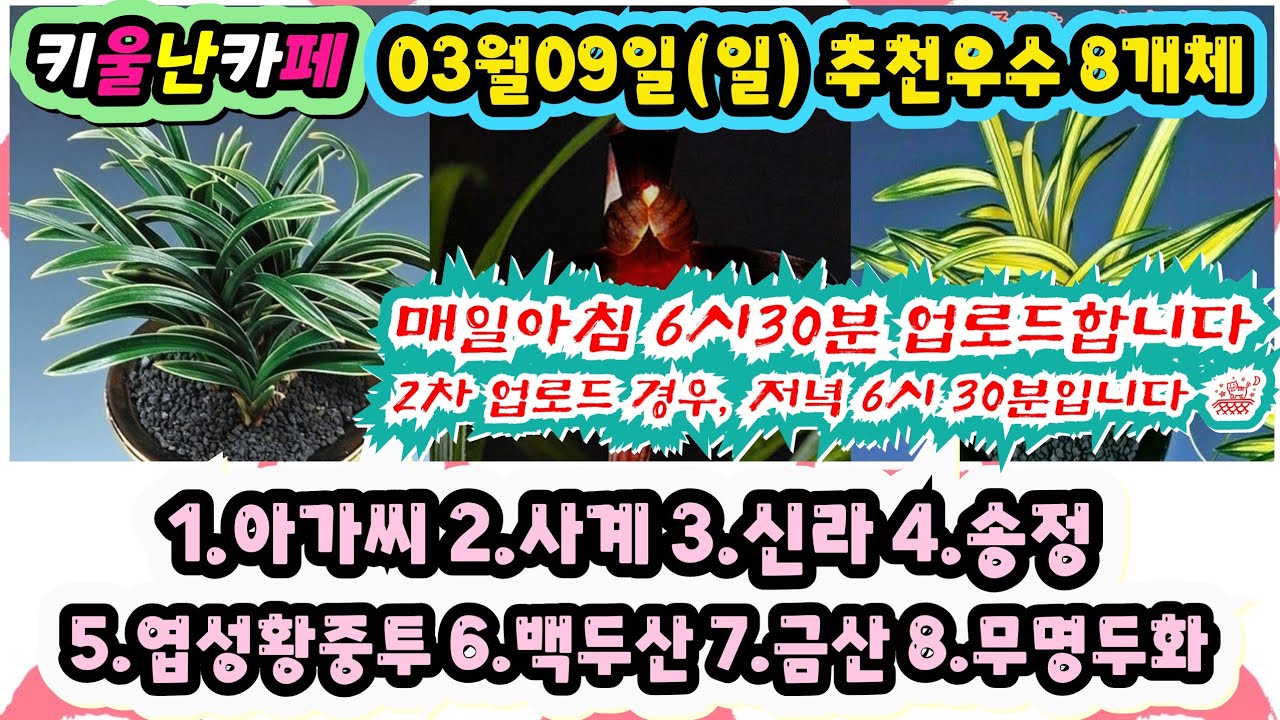 03/09(월) 추천우수 8개체 [1.아가씨 2.사계 3.신라 4.송정 5.엽성황중투 6.백두산 7.금산 8.무명두화]#orchid 