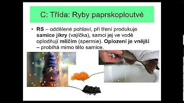 Proč jsou ryby láskyplné?