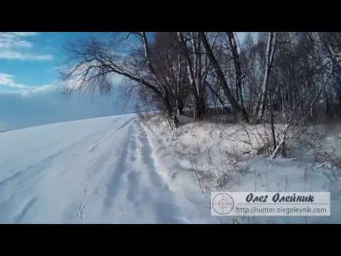 Охота на зайца по первому снегу. Первое тропление зайца в сезоне