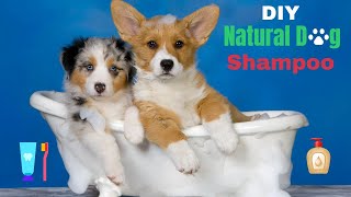 DIY natural dog shampoo and toothpaste by Simple Dog Facts 242 views 1 year ago 9 minutes, 6 seconds