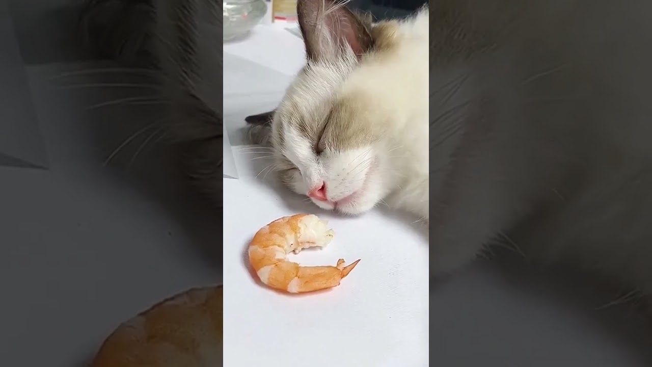 This Cat Was Dreaming Of Eating This Shrimp! 😂
