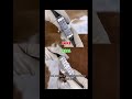 Real vs Fake Audemars Piguet Tourbillon  Can You Spot the Difference?