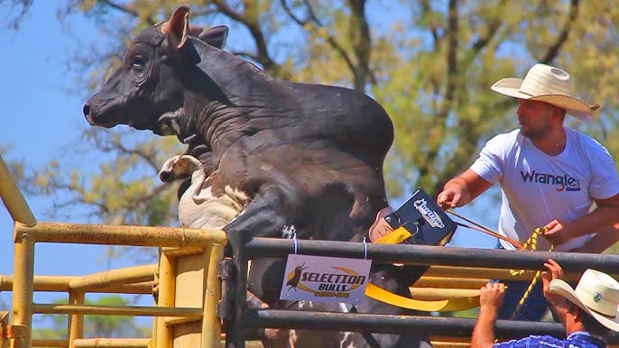 Por que o boi pula no rodeio? – O Holocausto Animal