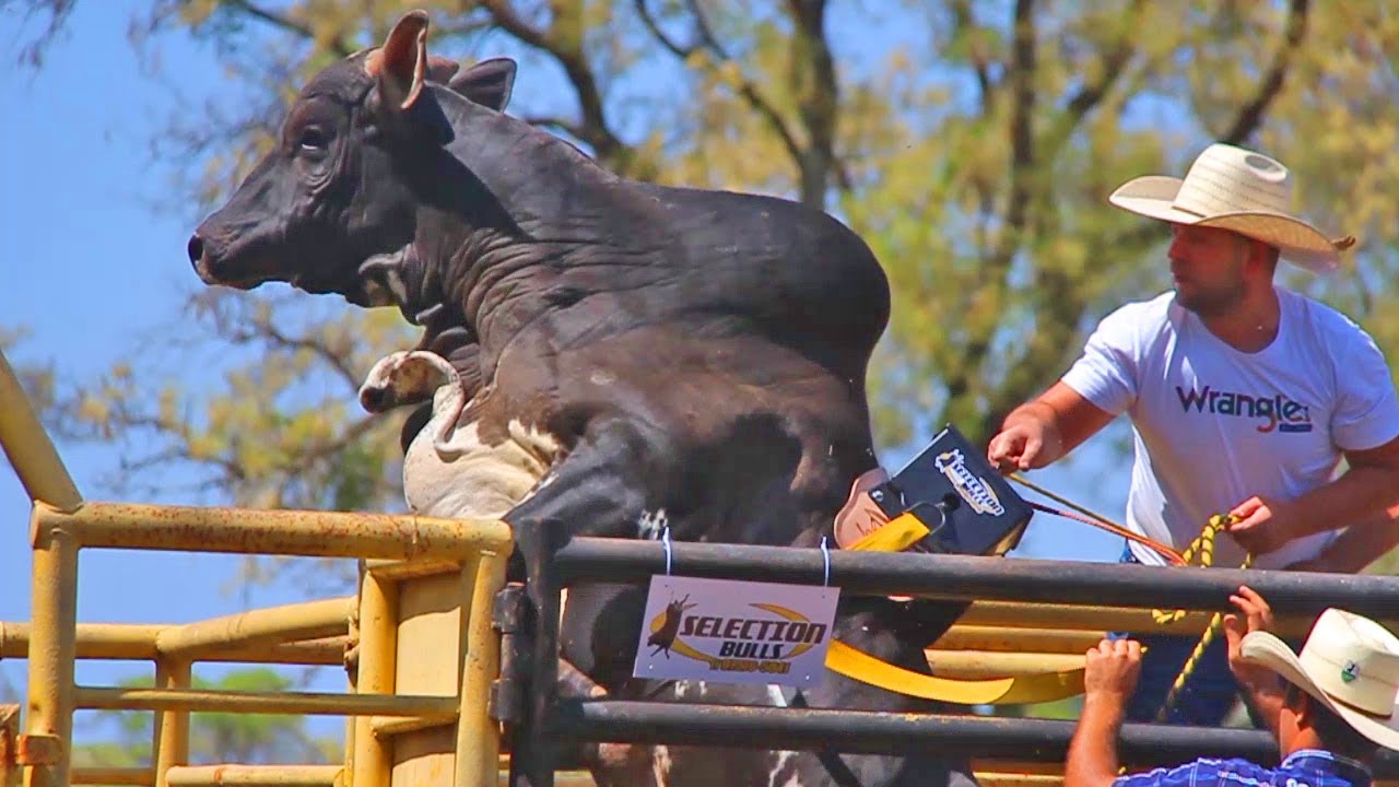 Robô Cowboy SELECTION BULLS - Treino na Fazenda Rancho Primavera