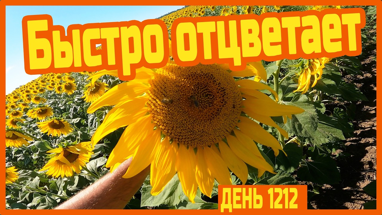 Подвязываю помидоры. Работаю на пасеке. Главный взяток в разгаре. Новый друг - Филимон — День 1212