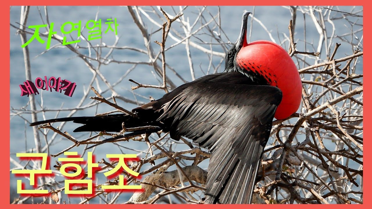 군함조의 애절한 구애활동, 사랑, 사랑, 사랑해요, 새사랑, 독수리에서 군함조 까지 자연열차, NatureTrain, 사랑열차 ...